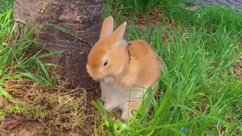 A brown rabbit with very short ears