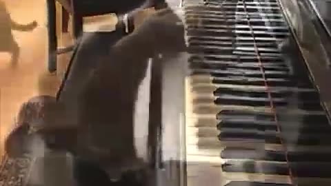 Paws and Play: Adorable Cat Takes the Stage with Piano Melodies"