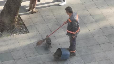 Street Sweeper Plays With Stray Kitty