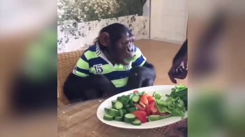 Funny Monkeys videos,funniest Monkey will make you laugh hard