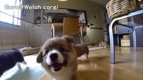 In 30 sec, These Hilarious Slow-Mo Corgi Puppies Will Make You Laugh & ... 96