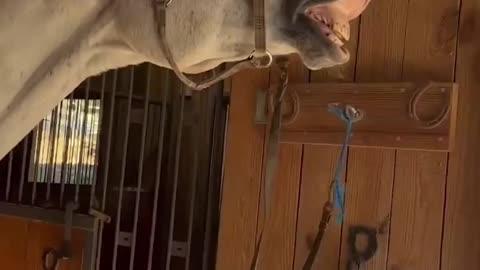Horse with Comedy