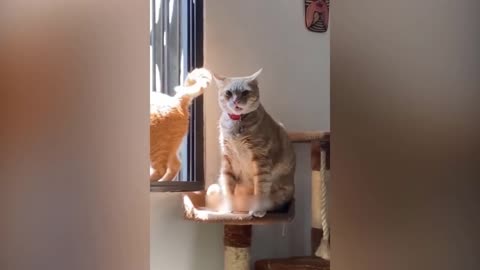 Try Not To Laugh Challenge Funny Cat Video 2023