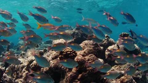 Underwater World - Incredible Colorful Ocean Life | Marine Life |