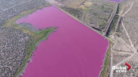 Why have two Argentina lakes turned pink? Environmentalists say it is because of pollution