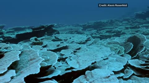 Pristine coral reef discovered off the coast of Tahiti