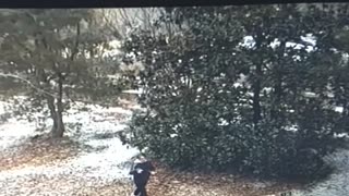 Man vs.Dog Fail...on sheer ICE! Caught on CCTV. Hilarious till the end.