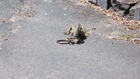 Snake Gets Killed by a Goanna