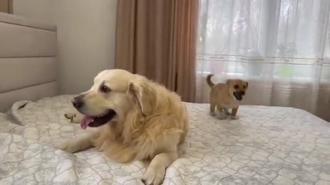 Cute Golden Retriever Attacked by a Funny Puppy