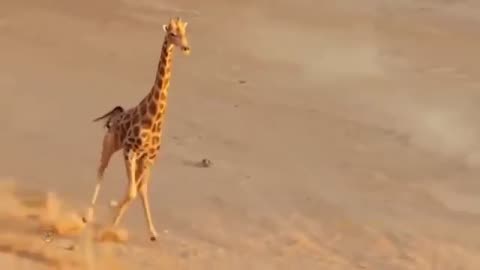 Big Battle Of Lion vs King Cobra | Lion Attacks Wild Animal in African