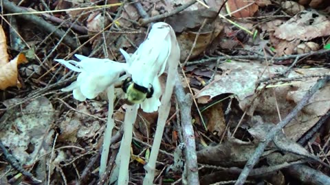 Ghost Plant