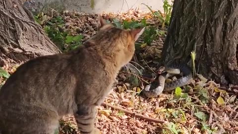 Cat Vs Cobra Snake Fight