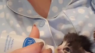 Tiny rescue kitten update