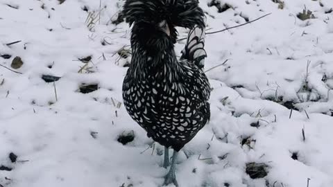 my ducks reacting to snow for the first time