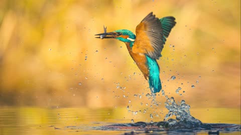 The Kingfisher's Dive Precision in Aquatic Hunting