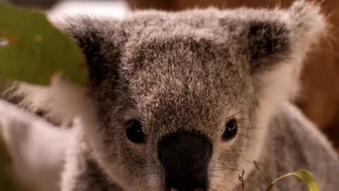 Koala Eating Leaves From a Branch