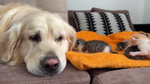 Golden Retriever Reacts to Baby Kittens