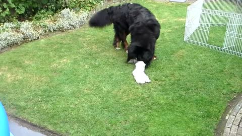 Bernese mountain dog playing with Westie in garden