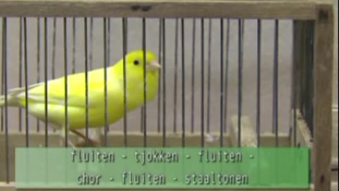 Best canary song