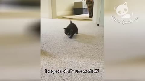 Gatos Graciosos - Videos de Risa de Gatos Chistosos.