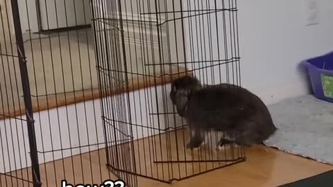 Don't ever underestimate a rabbit