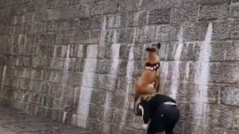 Animals never fail to make us laugh Super funny animal compilation, 🐶Confuse Behavior #12