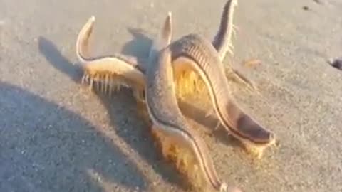 That's How Starfish Walks #shorts #viral #shortsvideo #video