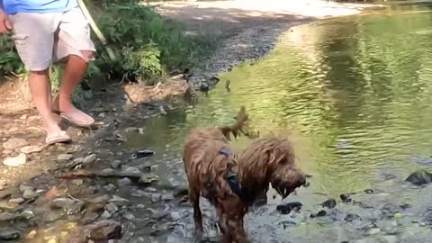 Labradoodle's Reaction To Seeing Owner