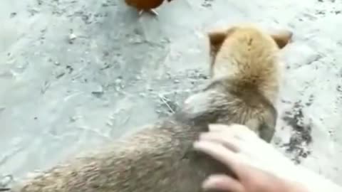 Hilarious Chicken and Dog Fight Moments Caught on Camera!