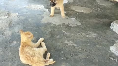 cat vs dog fight