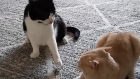 Kitten Terrorizes Older Cat