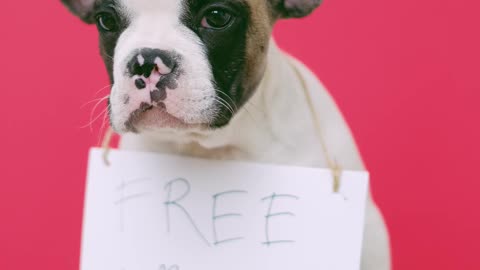 cute dog with a sign... sitting on a chair