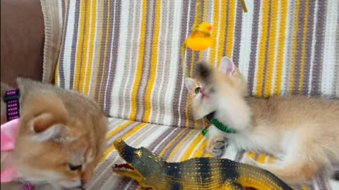 These Scottish Cats Look At The Toy Crocodile With Wonder