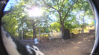Goat Rings Doorbell Camera
