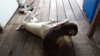 Dog Befriends Wild Otter And They Engage In Playtime