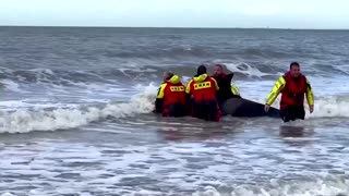 Orca dies after becoming stranded on Dutch beach