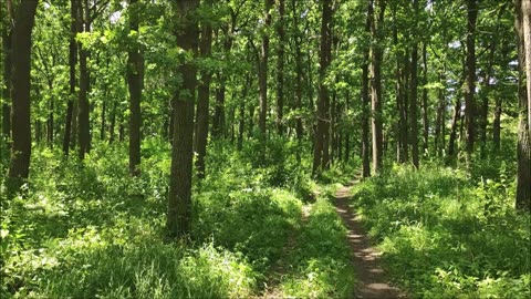 Summer Day In Forest (1 HOUR Ambience)