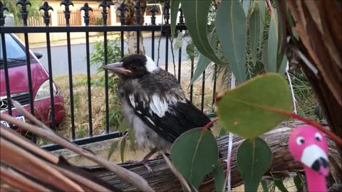 Baby Magpie