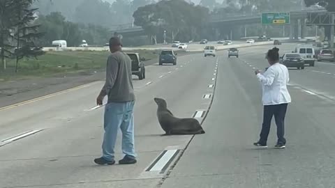 Sea Lion Gets Escorted Across San Diego Freeway