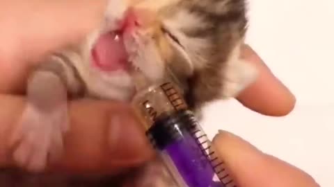 cute kitten song 🐈kitten academy 😍 kitten sounds #shorts #tiktok