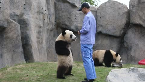 The obedient little panda