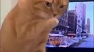 Funny Animal Videos