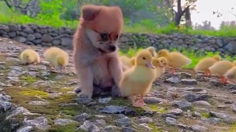 Puppy with his Duck friend