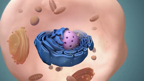 M Phase of Cell Cycle