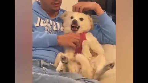 Man Irritate His Dog & See Dog Reaction