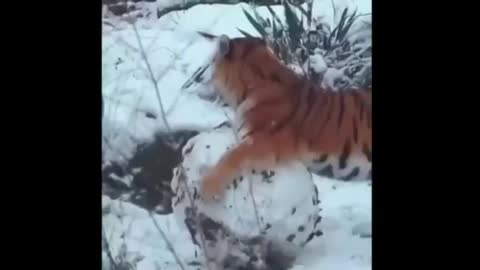 Tigress making a snowman