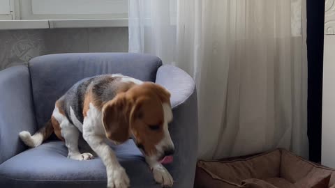 Beagle Fetches Remote