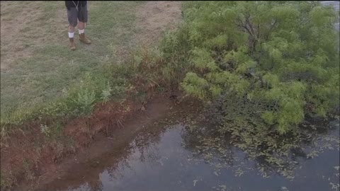 🦆 Releasing Baby Mallard Duck ❤