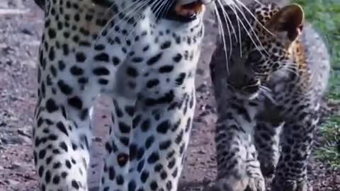 Can't be said to be exactly like the leopard animal world