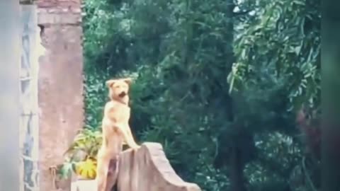 Very smart dog !funny animal videos 2023!😀 animal videos !funny videos 2023! #shorts #viral #funny